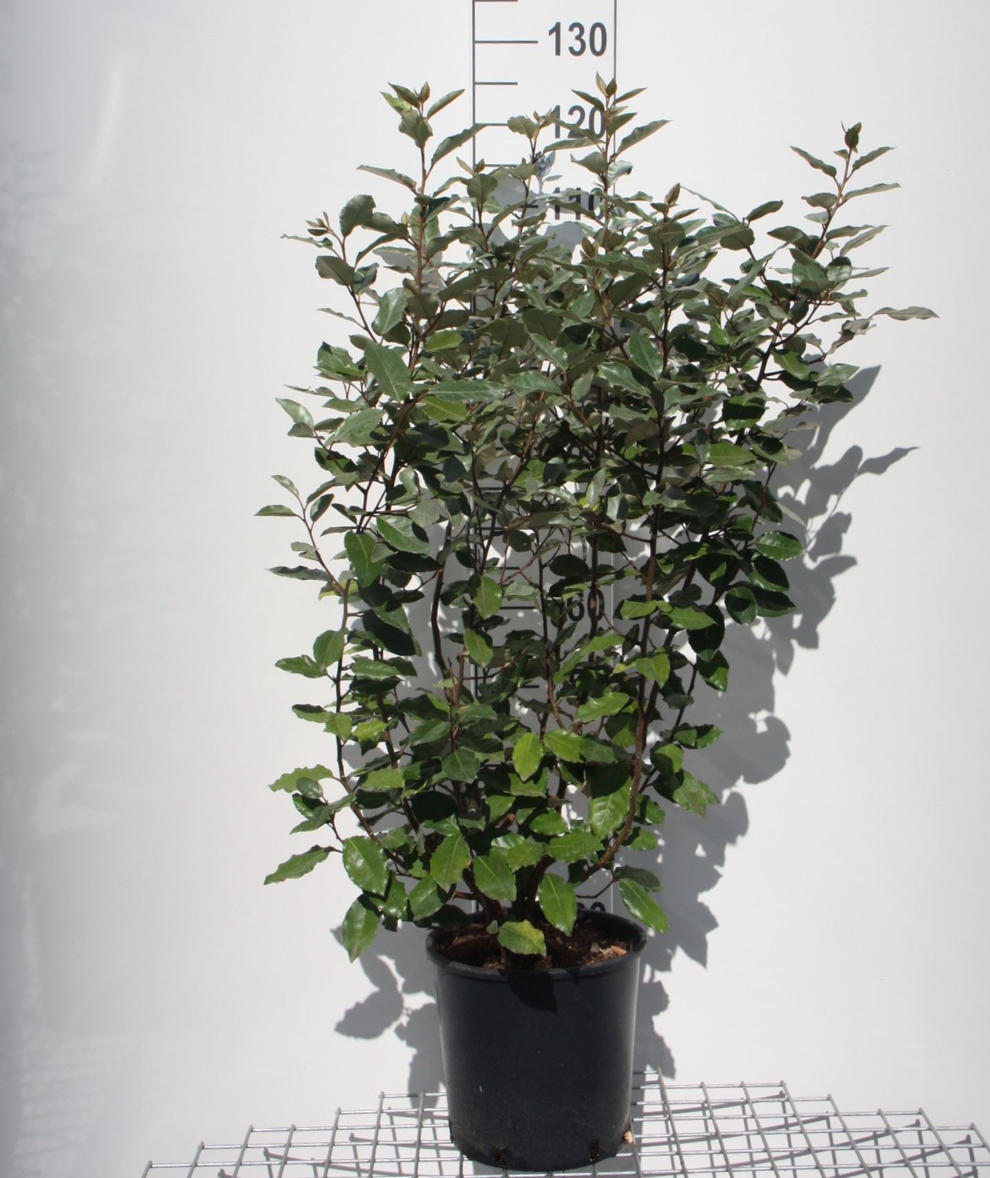 Elaeagnus x ebbingei 'Compacta' - pot 10L - 80+ cm