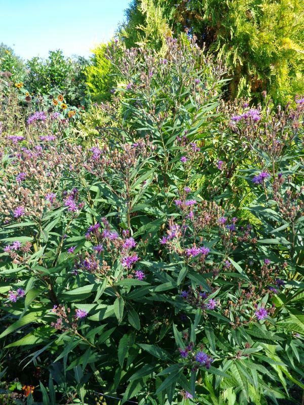 Plantenfiche-Vernonia-crinita-Mammuth-