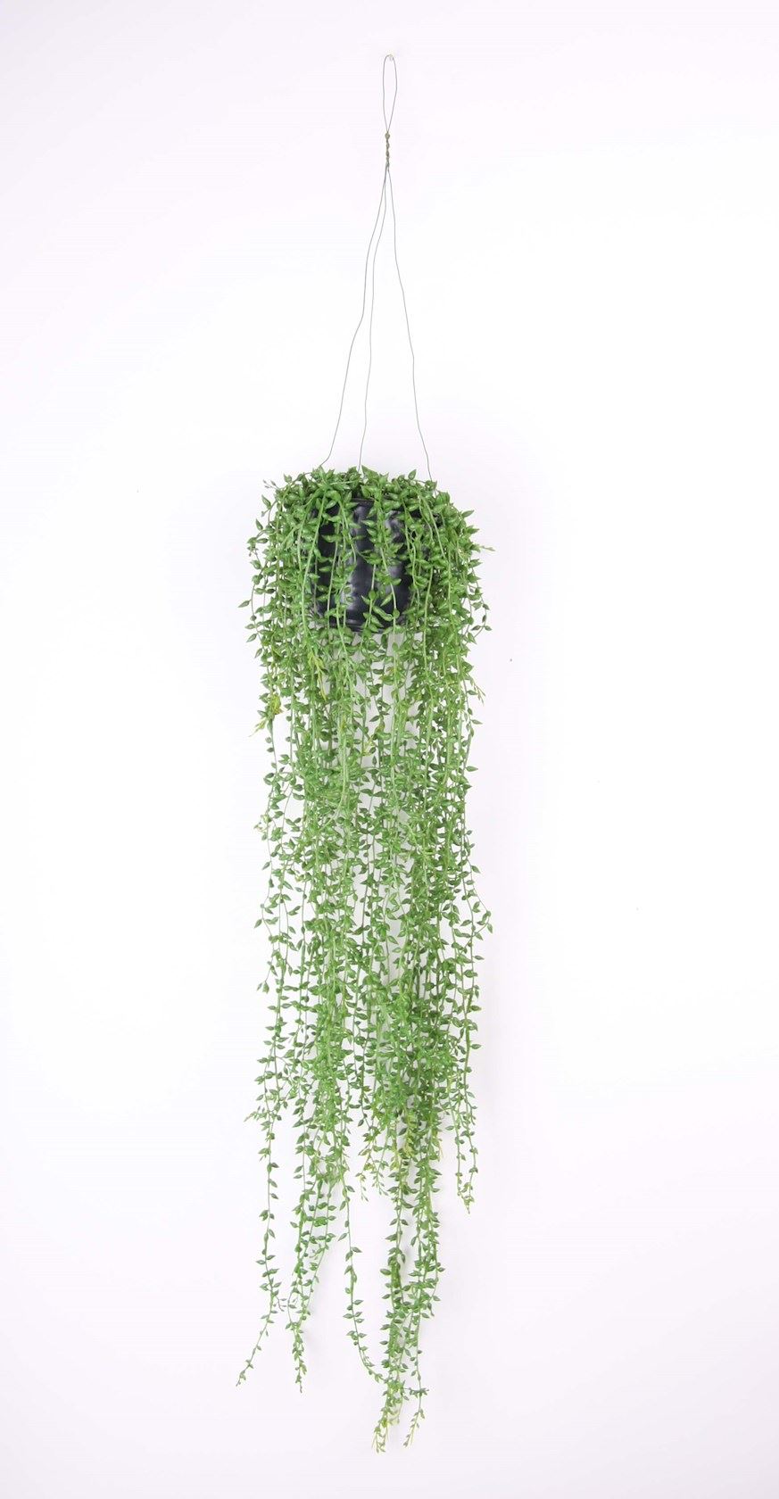 Senecio-green-in-pvc-pot-D10x70cm