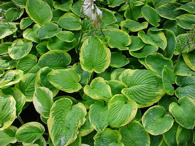 Plantenfiche-Hosta-Frances-Williams-