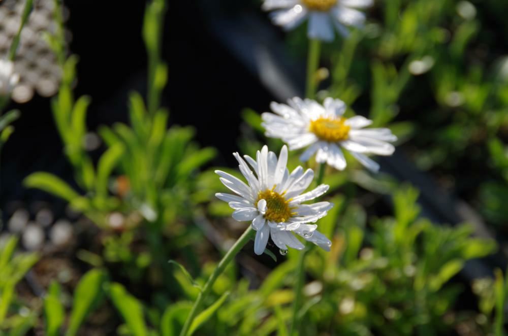 Plantenfiche-Aster-alpinus-Albus-