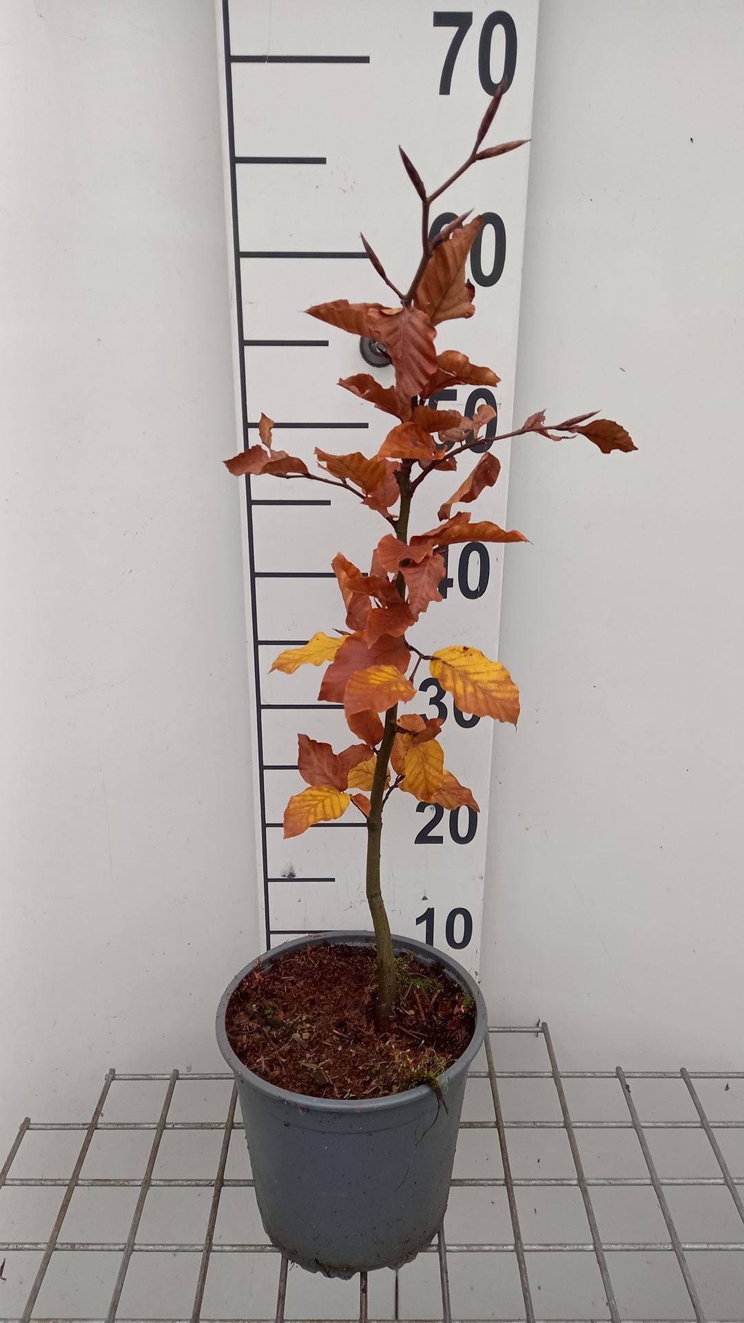 Fagus sylvatica - pot - 40-60 cm