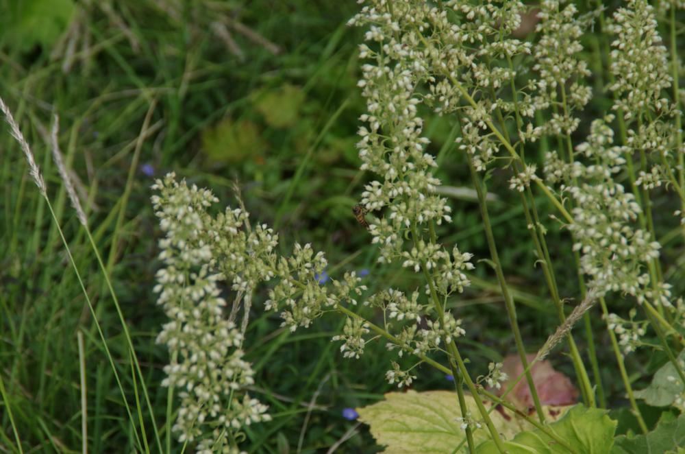 Plantenfiche-Heuchera-villosa