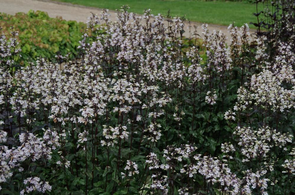 Plantenfiche-Penstemon-digitalis-Husker-Red-