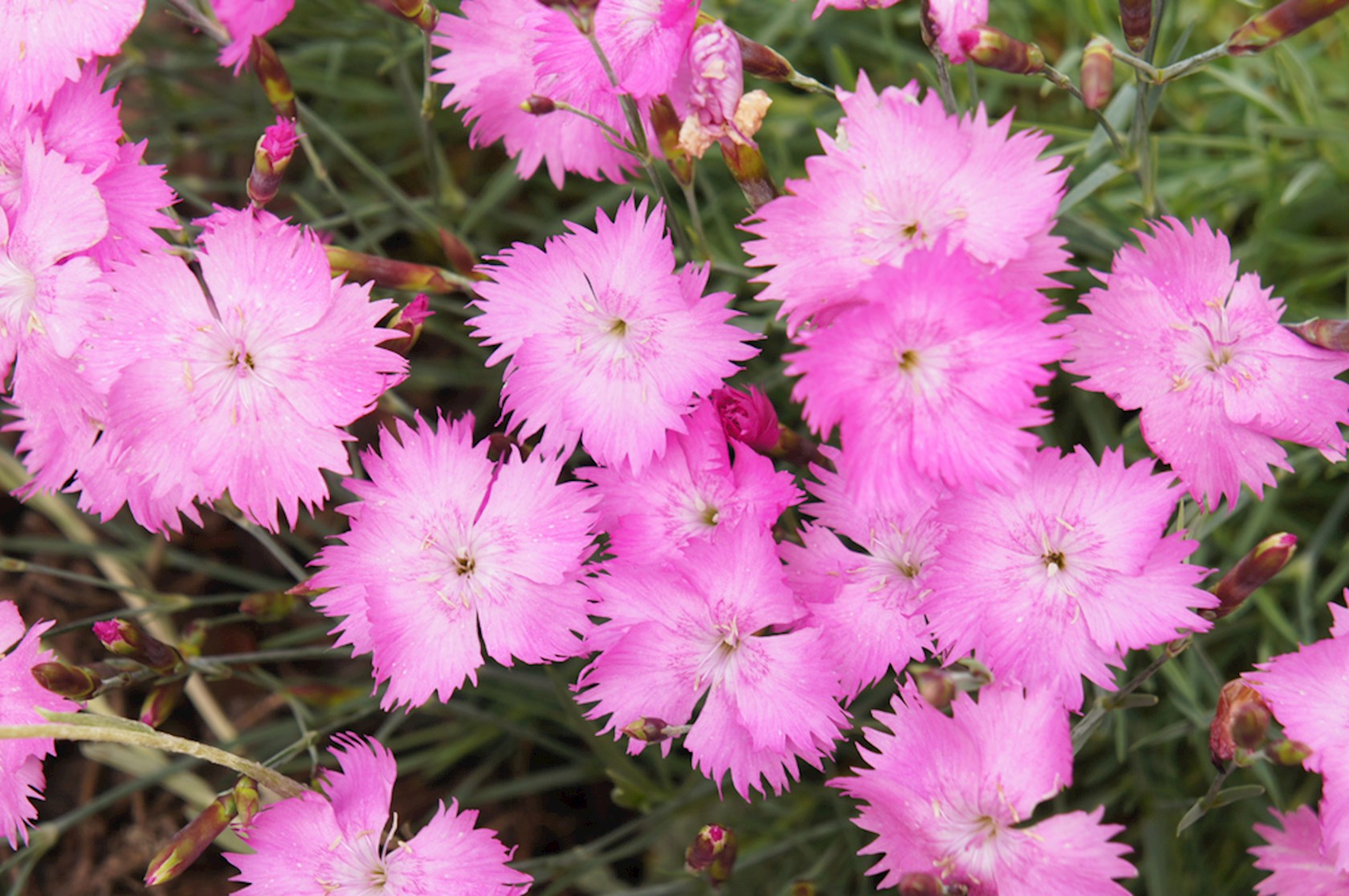 Plantenfiche-Dianthus-gratianopolitanus