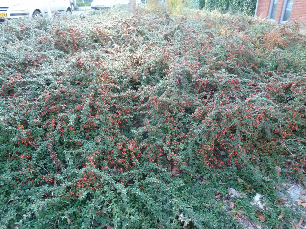 Plantenfiche-Cotoneaster-x-suecicus-Skogholm-
