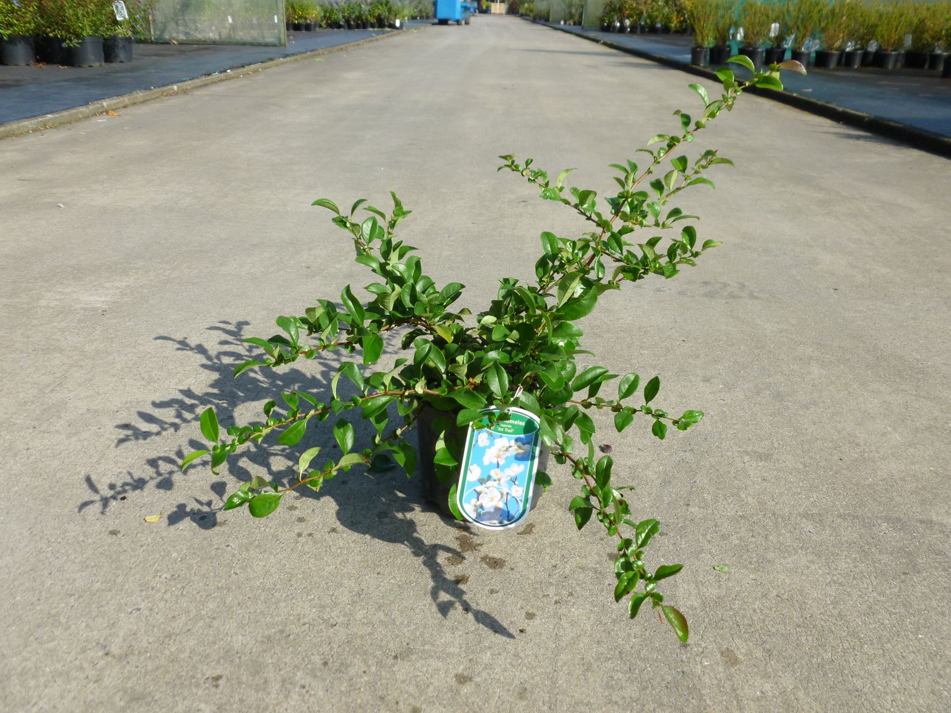 Chaenomeles x superba 'Jet Trail' - pot - 30-40 cm