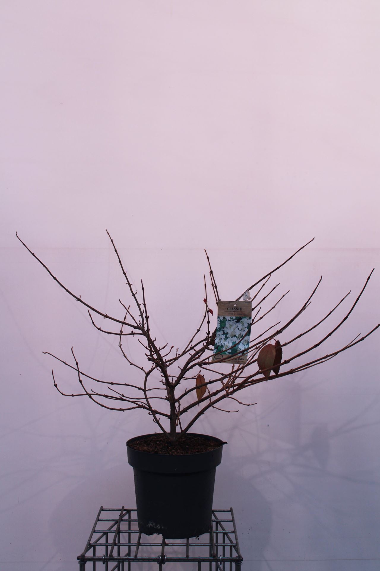 Viburnum plicatum 'Mariesii' - pot 12L - 60-80 cm