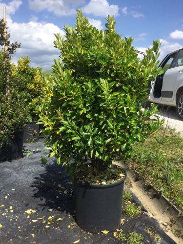 Euonymus japonicus 'Aureus' - pot 18L - 80-100 cm