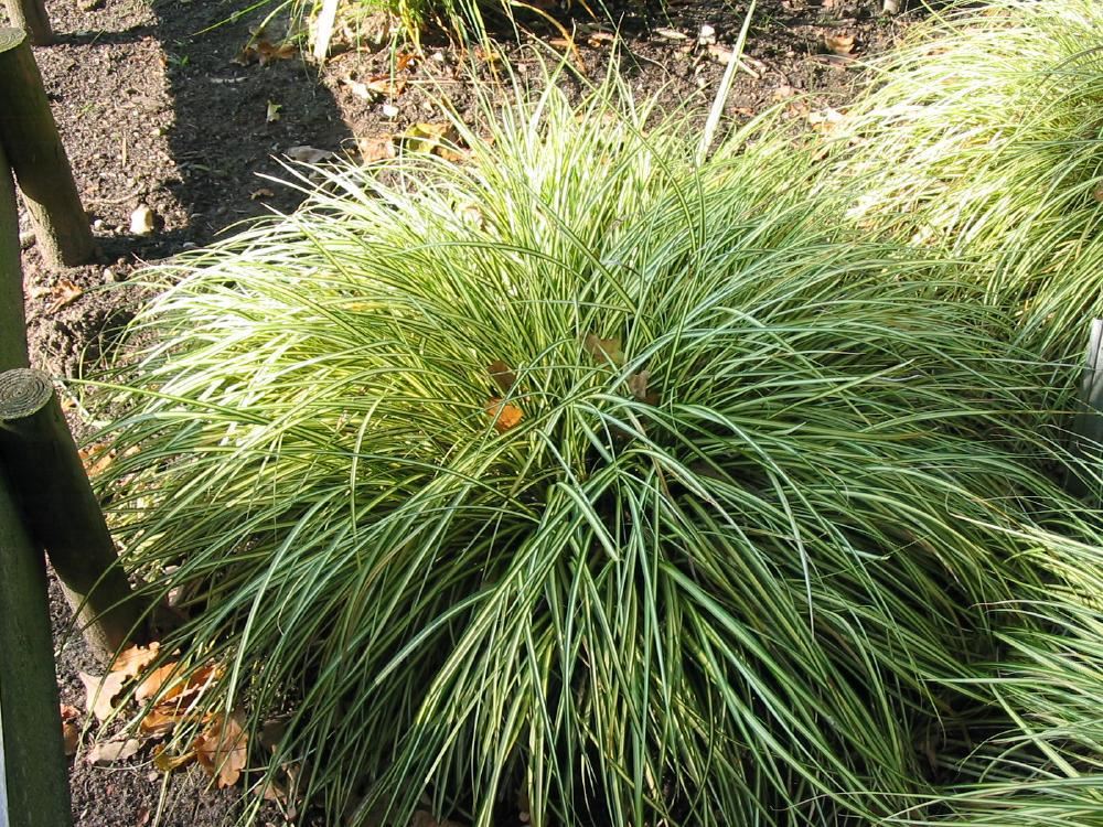 Plantenfiche-Carex-oshimensis-Evergold-