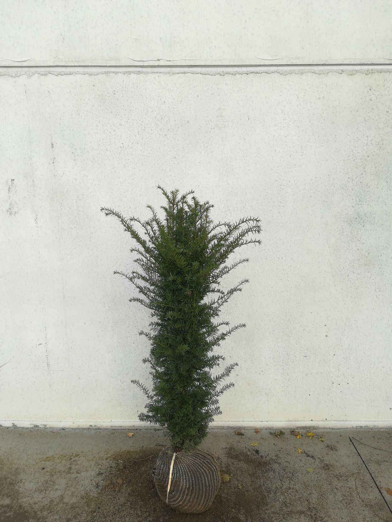 Taxus baccata - clod of earth - 80-100 cm