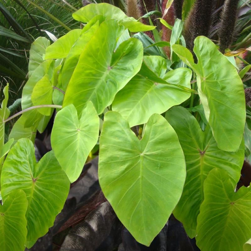 Plantenfiche-Colocasia-esculenta-Maui-Gold-