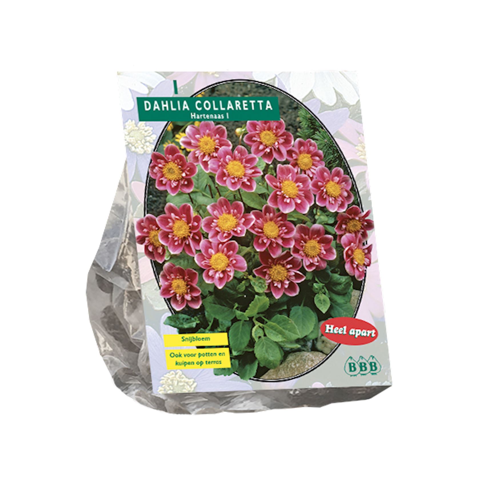 Baltus dahlia 'Collarette hartenaas' - Bulbes de printemps - 1 bulbe (rouge)