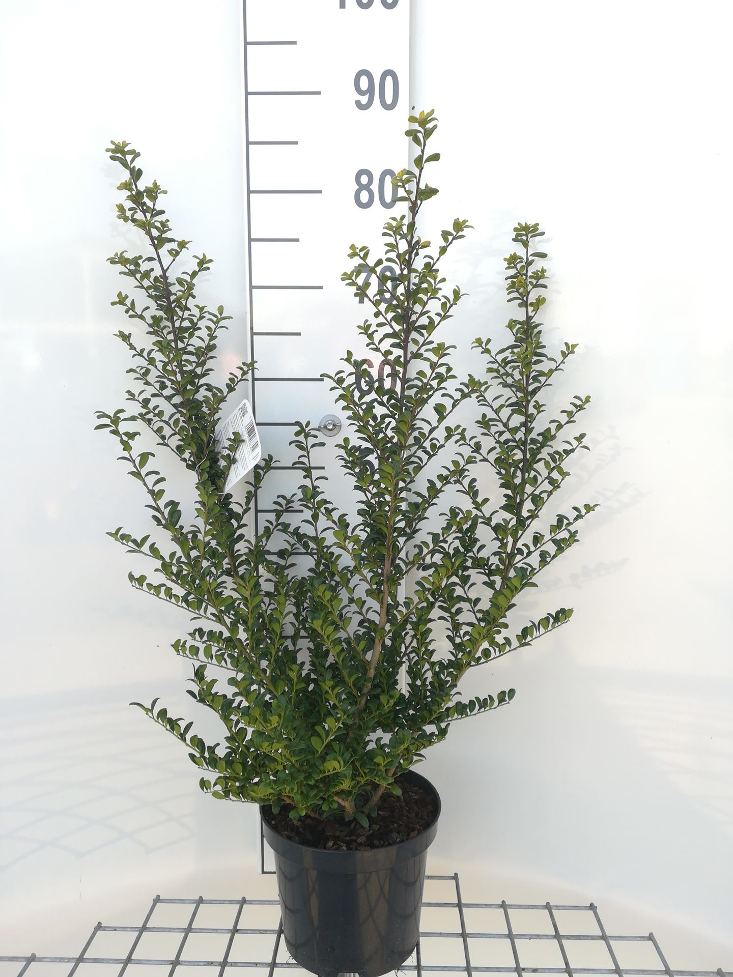 Ilex crenata 'Convexa' - pot - 30-40 cm