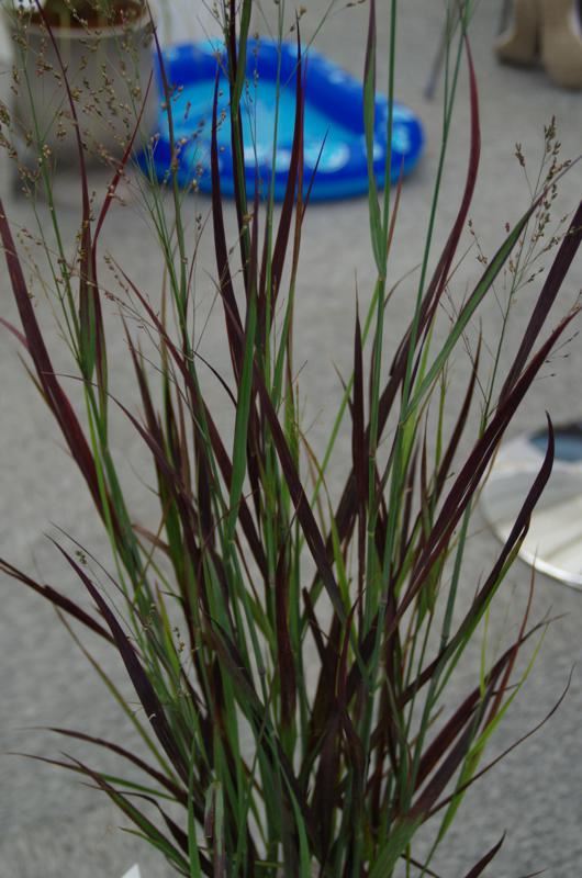 Plantenfiche-Panicum-virgatum-JOZ276-