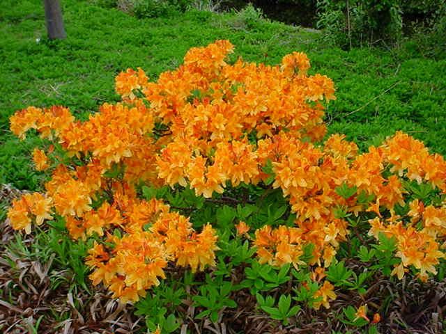Plantenfiche-Azalea-knaphill-oranje