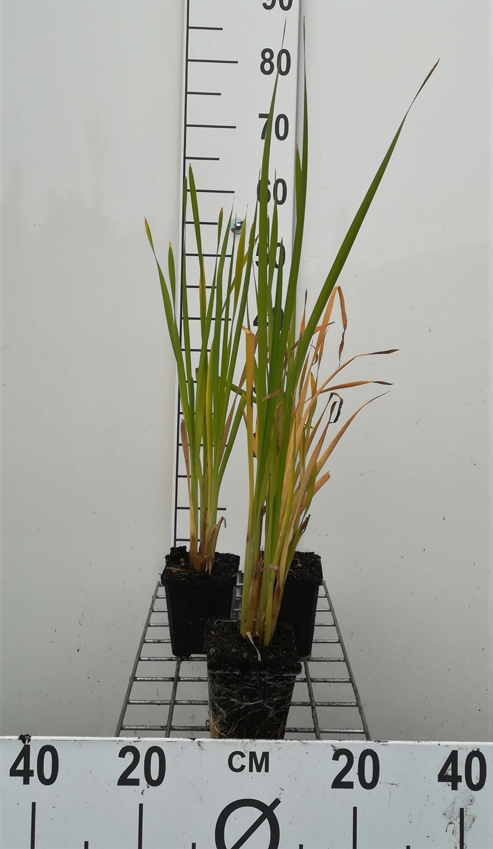 Typha latifolia - pot 9x9 cm