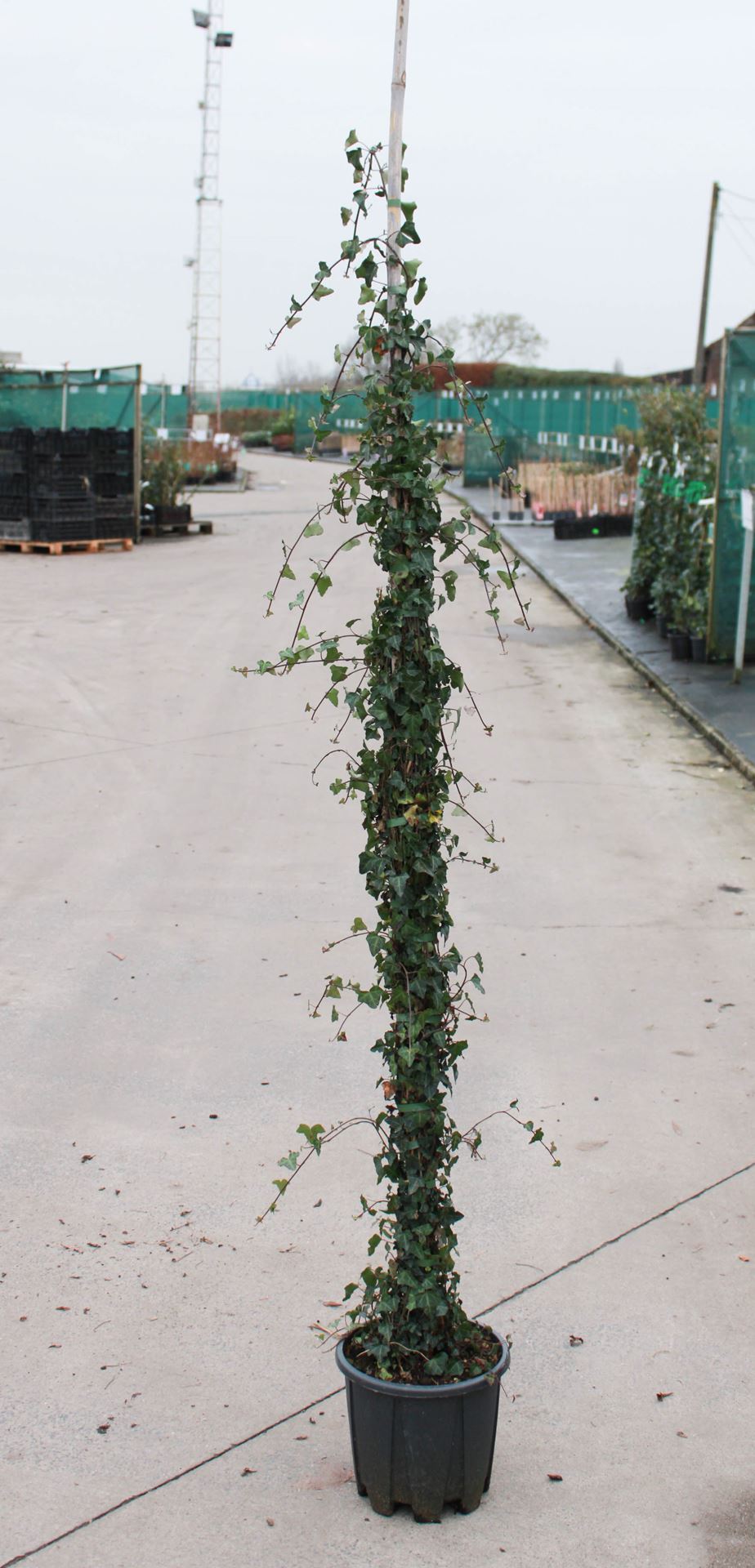 Hedera helix - pot 10L - 175-200 cm