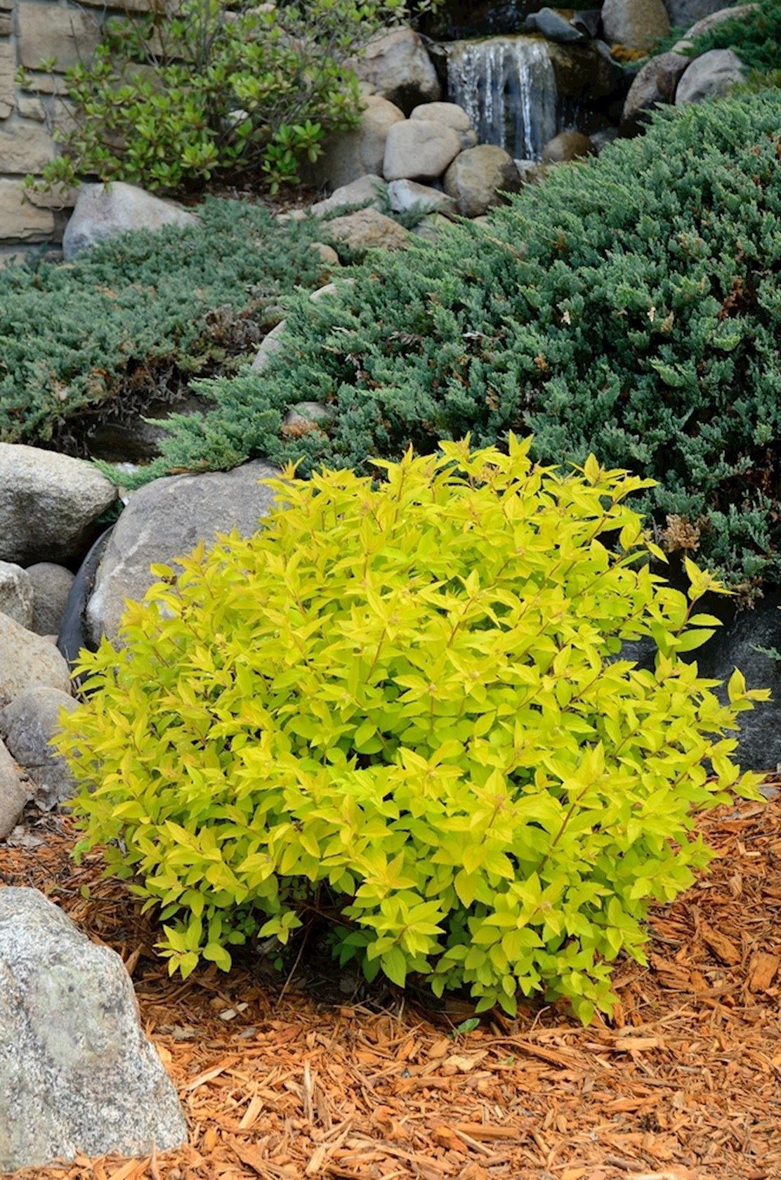 Plantenfiche-Spiraea-japonica-Goldmound-