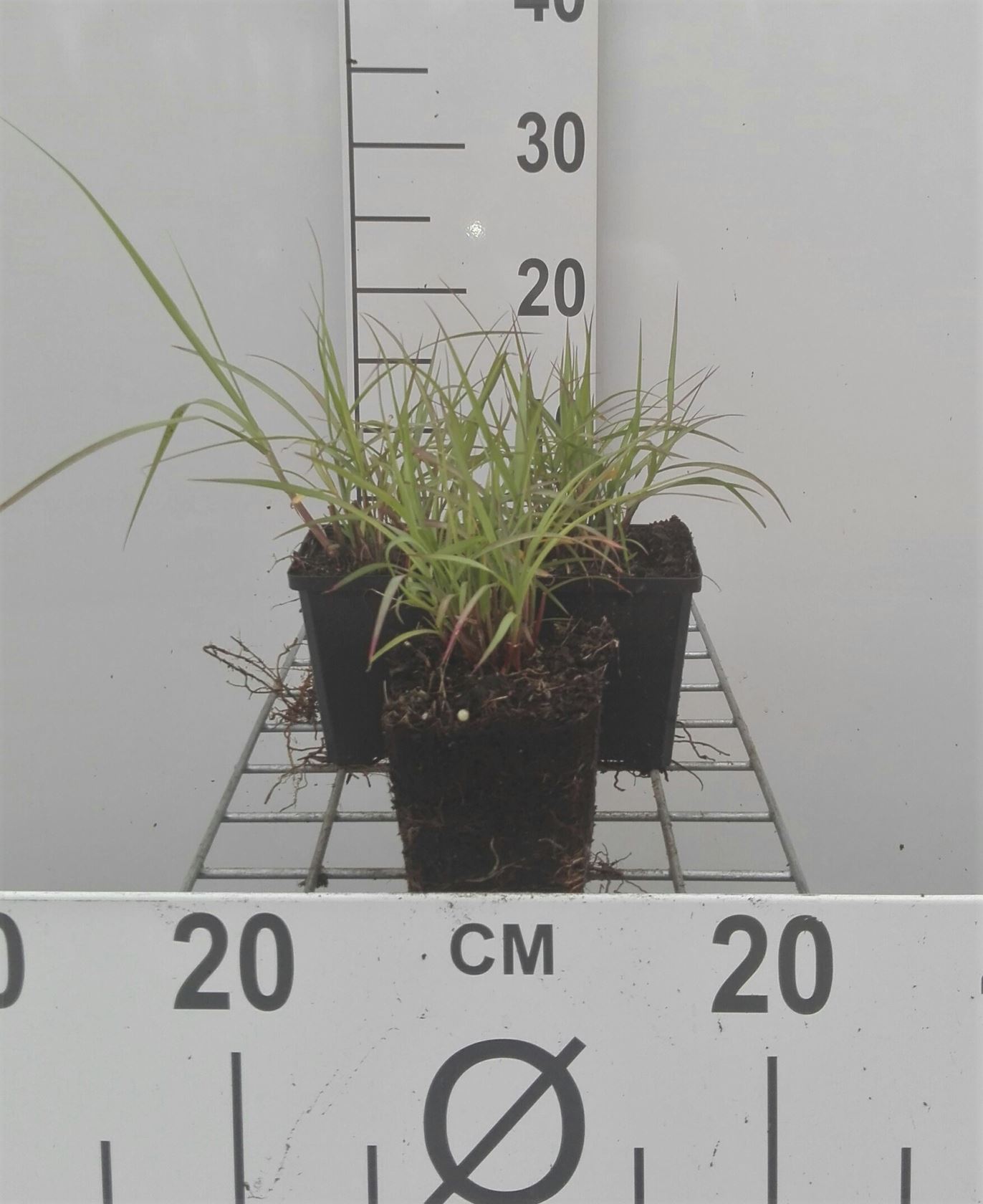 Pennisetum orientale - pot 9x9 cm