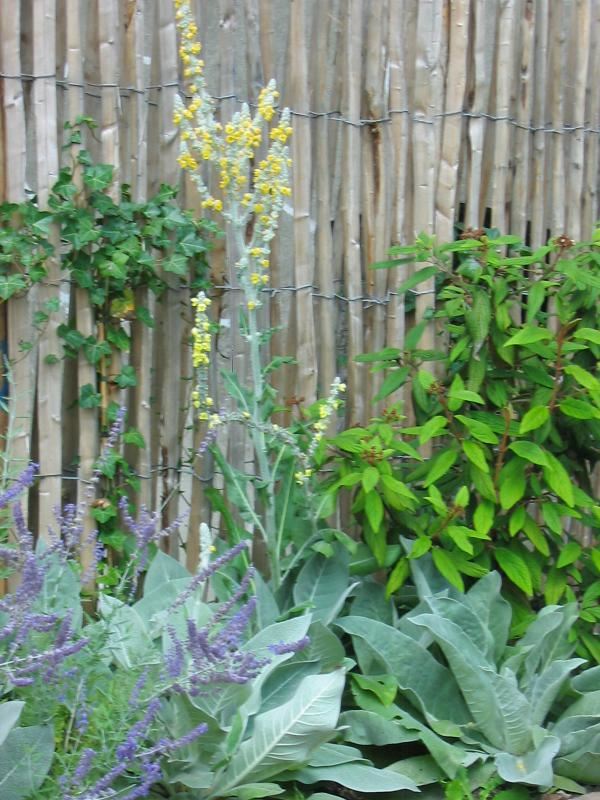 Plantenfiche-Verbascum-bombyciferum