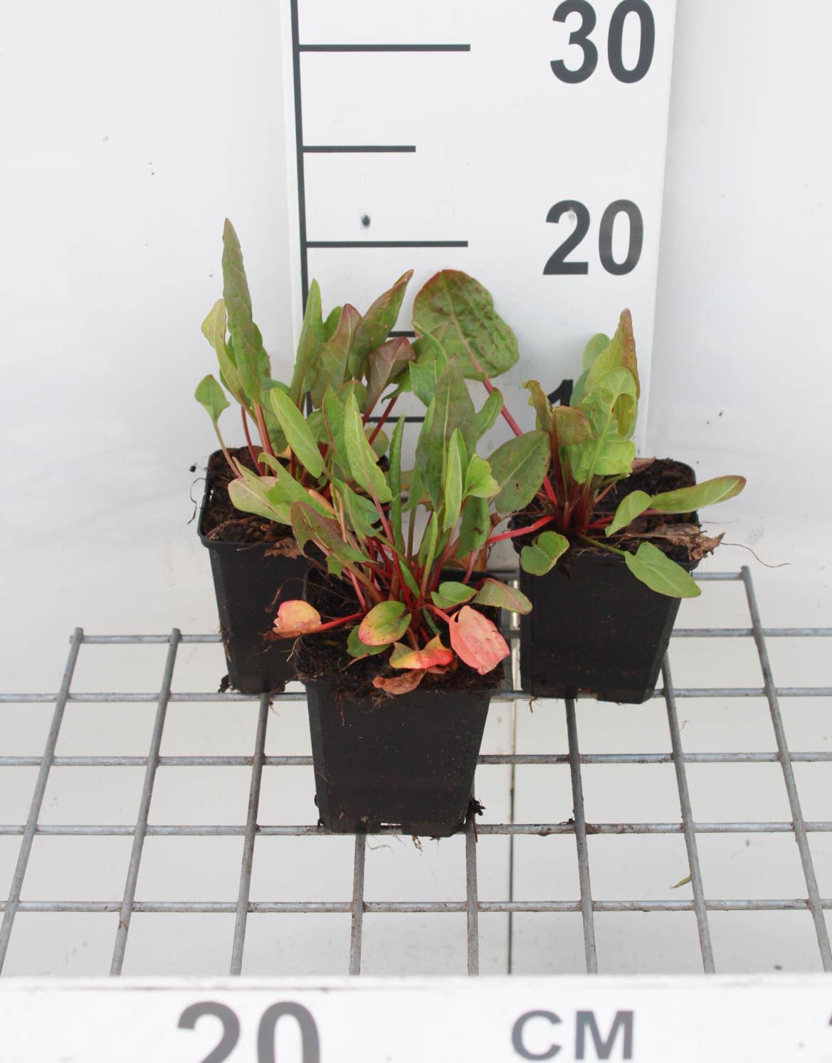 Veldzuring - pot 9x9 cm - gezaaid (Rumex acetosa)