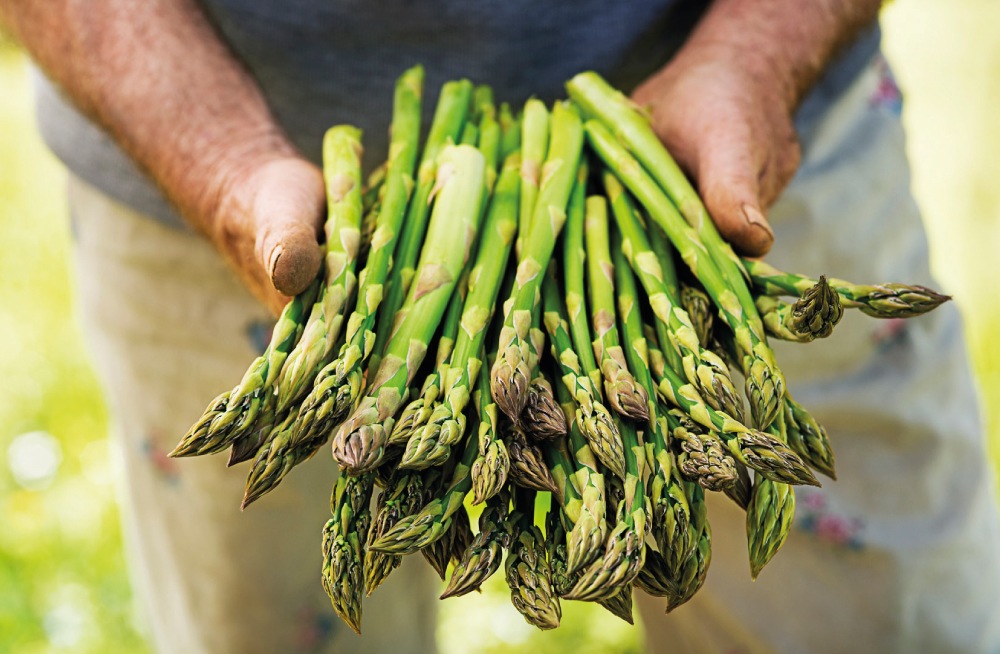 Green asparagus fresh harvest