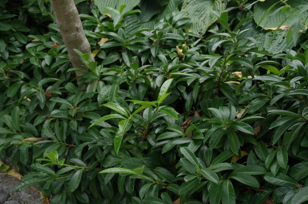 Plantenfiche-Prunus-laurocerasus-Mount-Vernon-