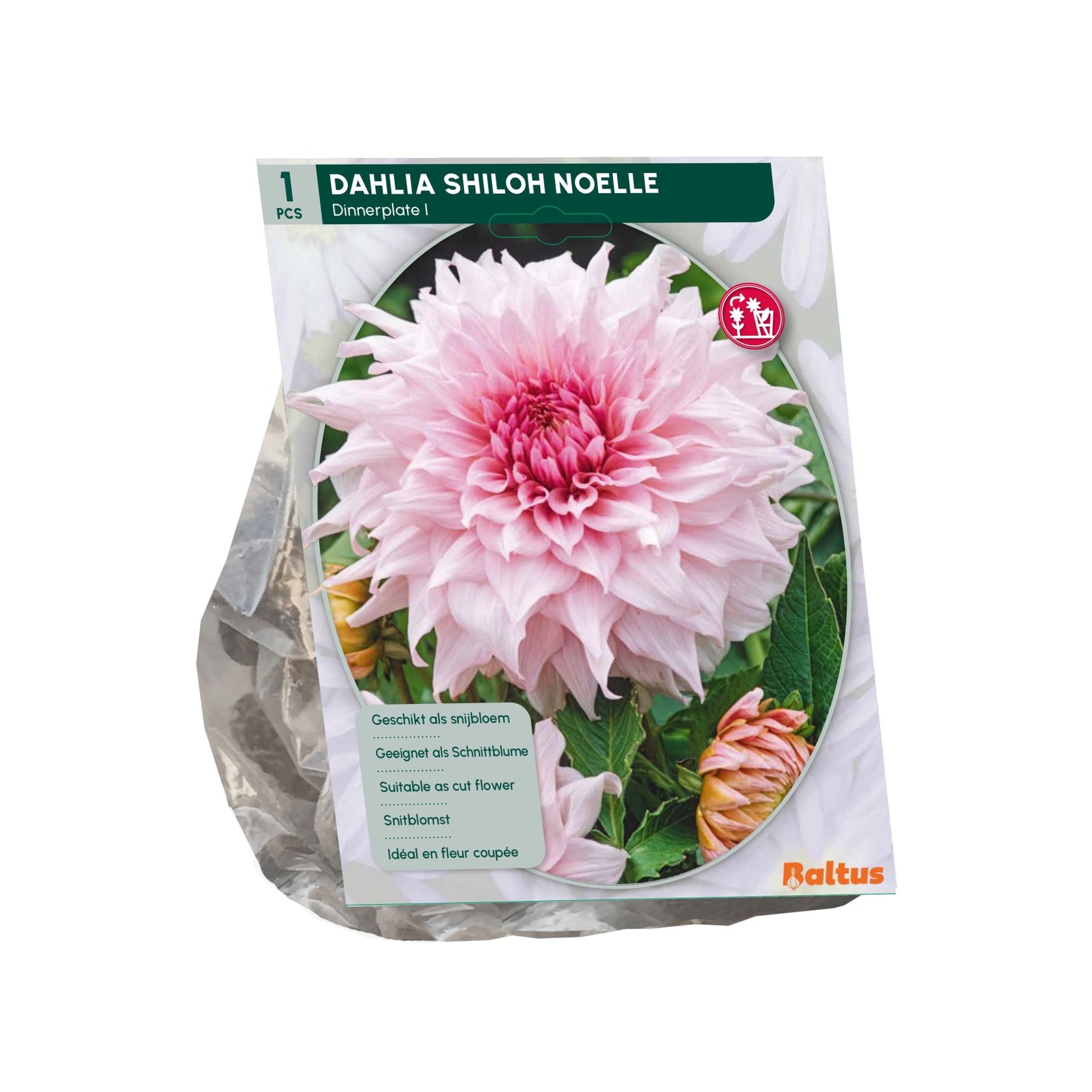Baltus dahlia 'Dinnerplate Shiloh Noelle' - Najaarsbloeiers - 1 bol (roze)