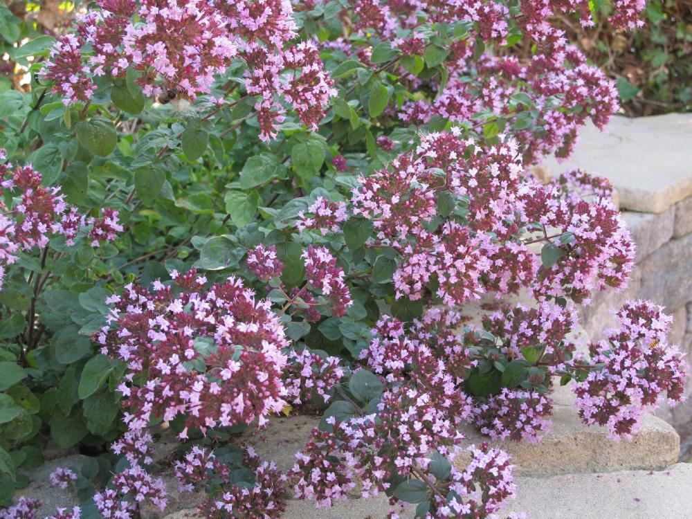 Plantenfiche-Origanum-laevigatum-Herrenhausen-