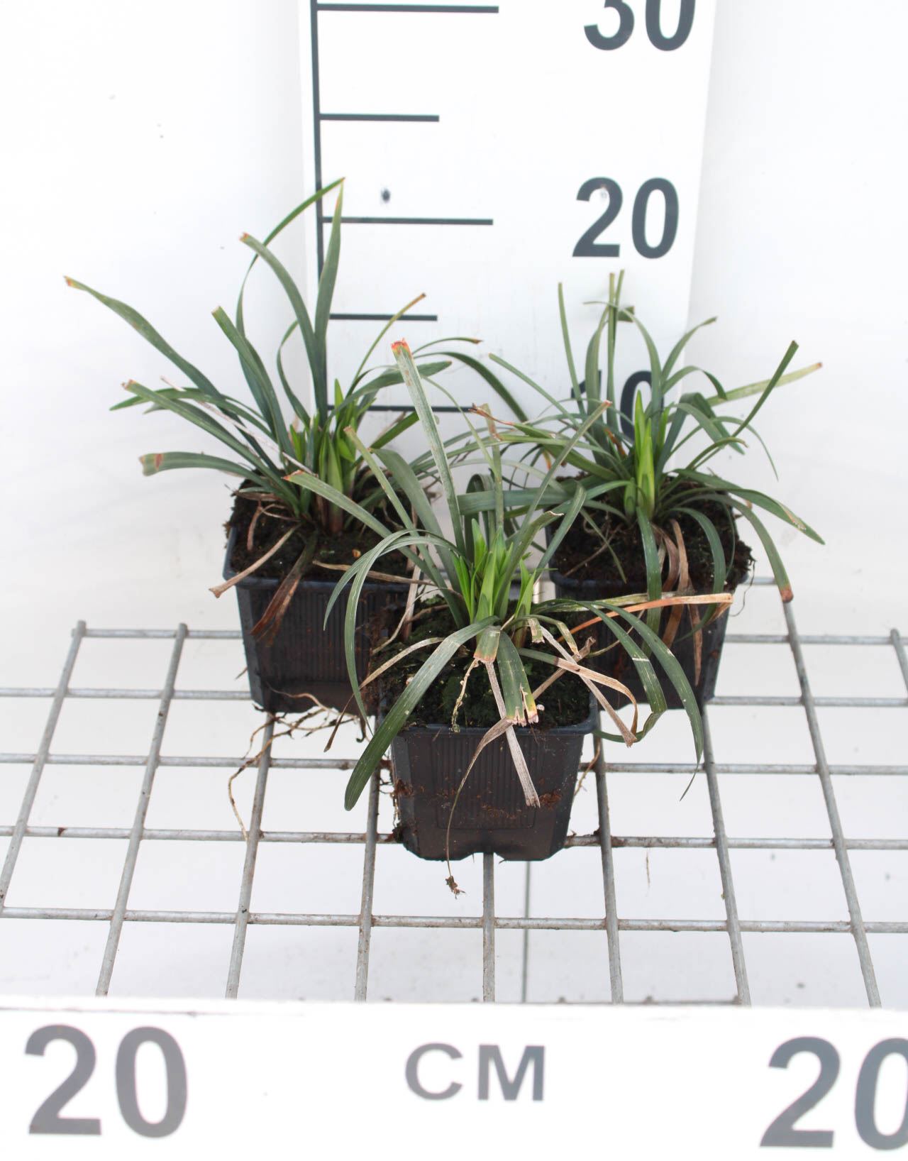 Liriope muscari 'Ingwersen' - pot 9x9 cm