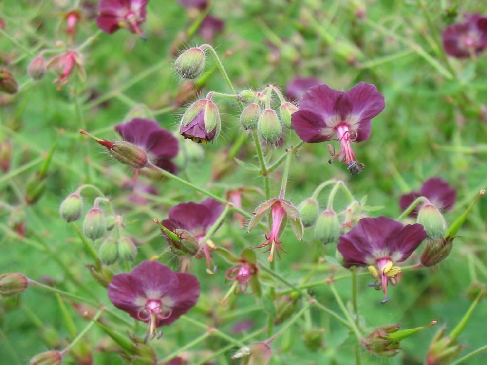 Plantenfiche-Geranium-phaeum