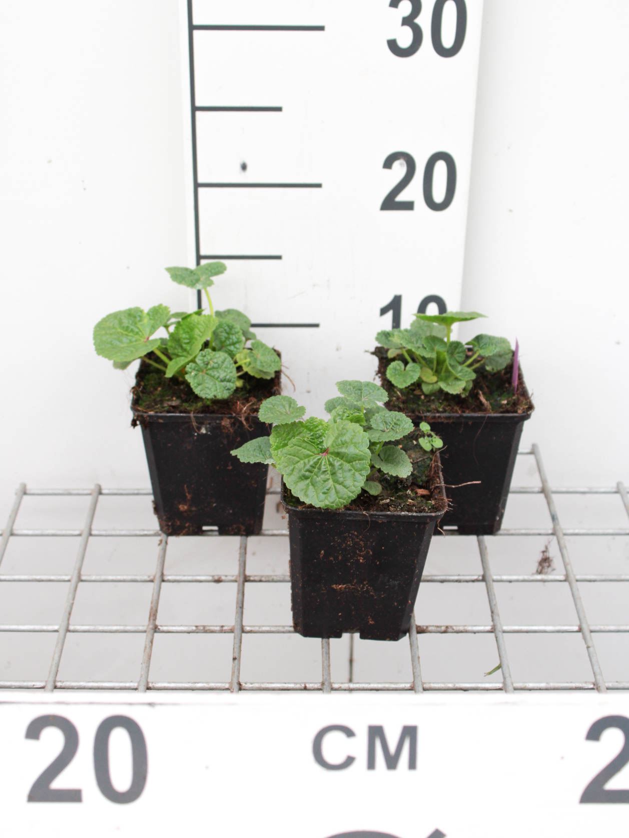 Alcea rosea 'Charters Rot' - pot 9x9 cm
