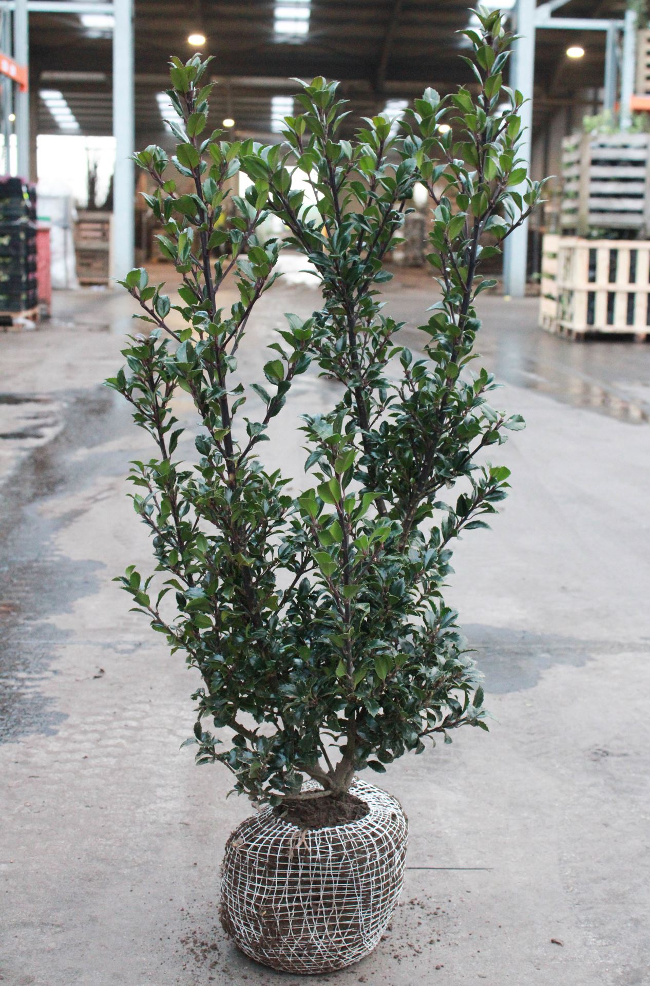 Ilex x meserveae 'Hecken Star' - clod of earth - 80-100 cm