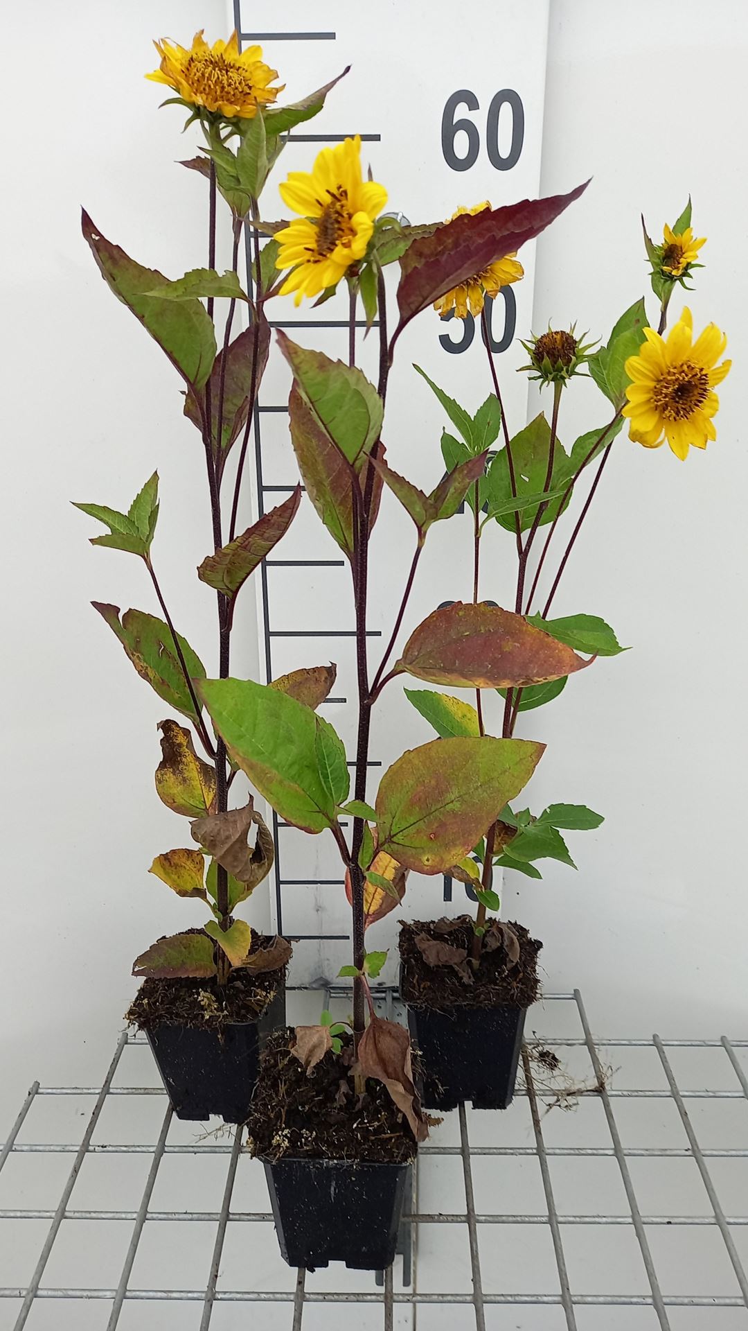 Helianthus decapetalus 'Triomphe de Gand' - pot 9x9 cm