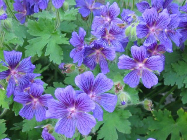 Plantenfiche-Geranium-x-magnificum