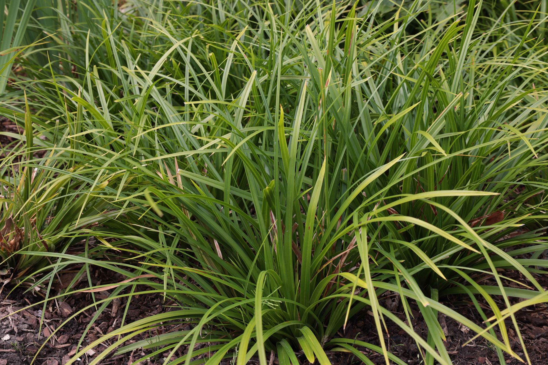 Carex morrowii 'Mosten' - pot 9x9 cm