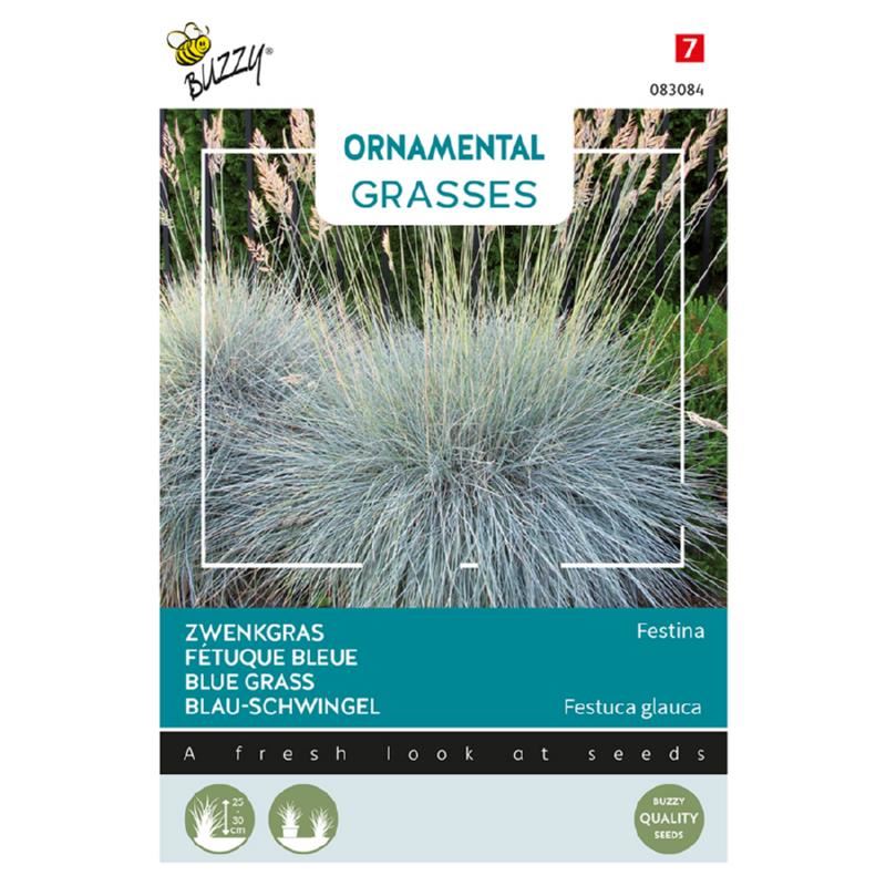 Buzzy Ornamental Grasses 'Festuca glauca Blaue Auslese' - With steel blue leaves