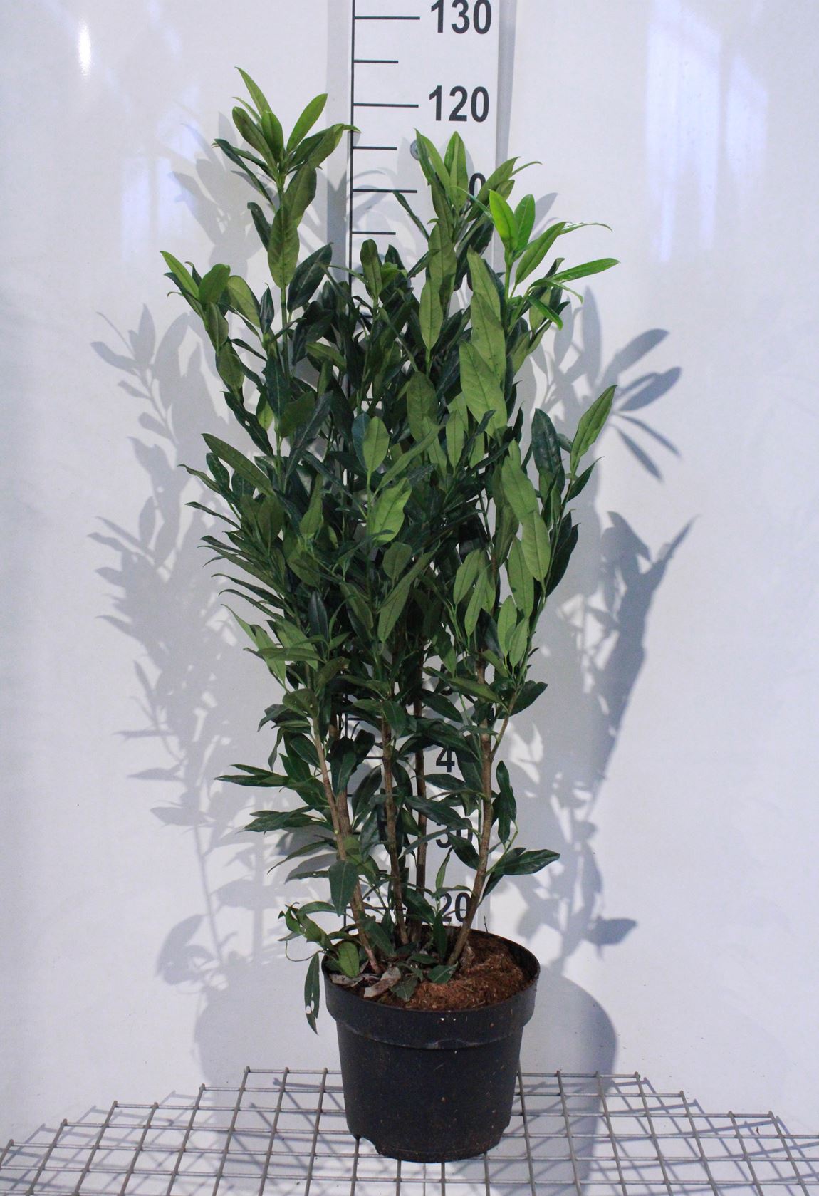 Prunus laurocerasus 'Herbergii' - pot - 60-80 cm