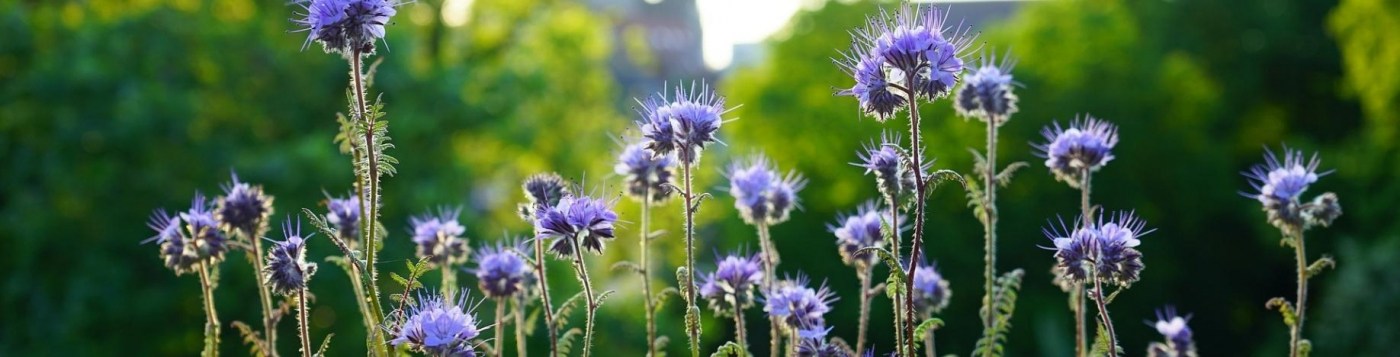 groenbemester Phacelia paarse kopjes