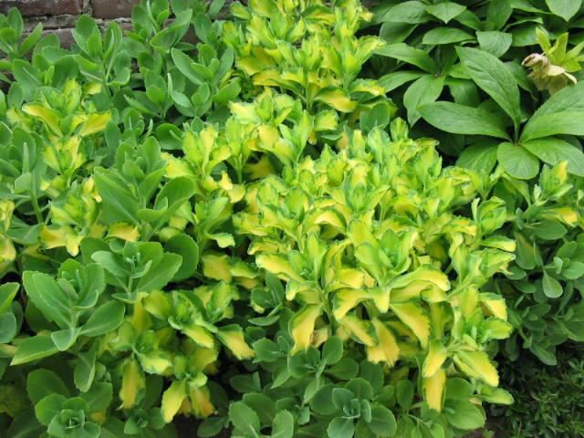 Plantenfiche-Sedum-alboroseum-Mediovariegatum-