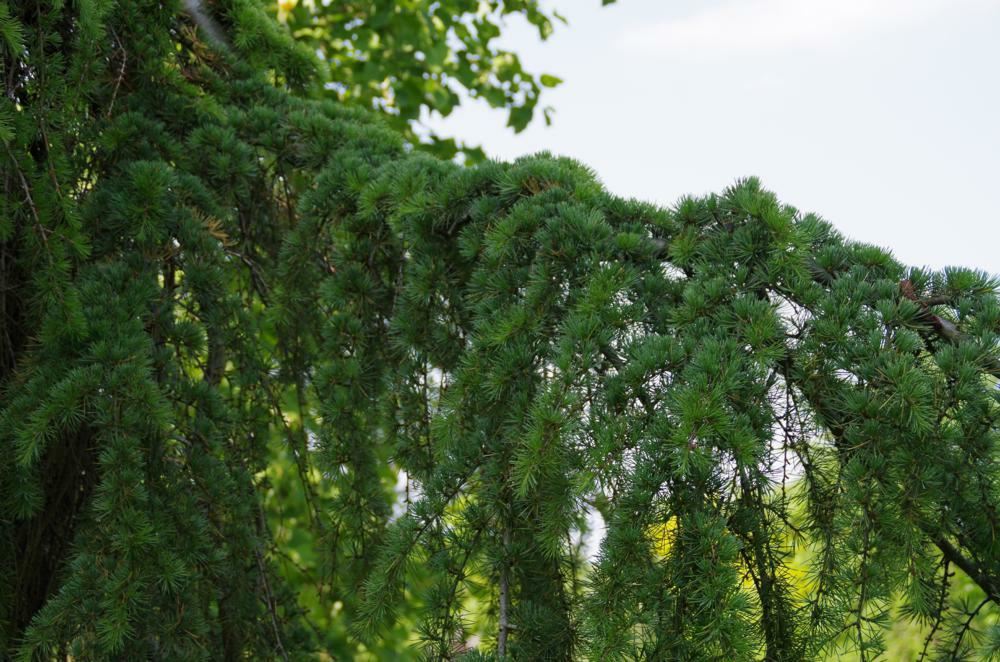 Plantenfiche-Cedrus-deodara-Pendula-