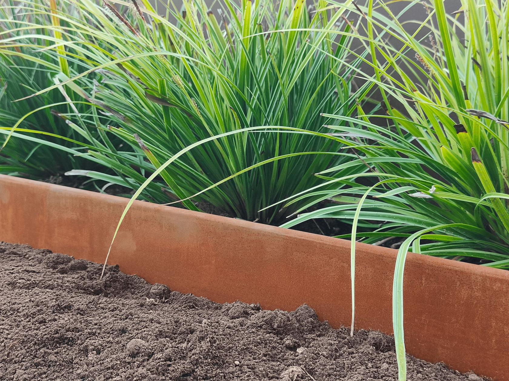 Famiflora démarcation en acier corten - avec sommet arrondi - H : 16cm x L : 100cm - 1.2mm d'épaisseur - y compris les piquets de terre - Qualité européenne !