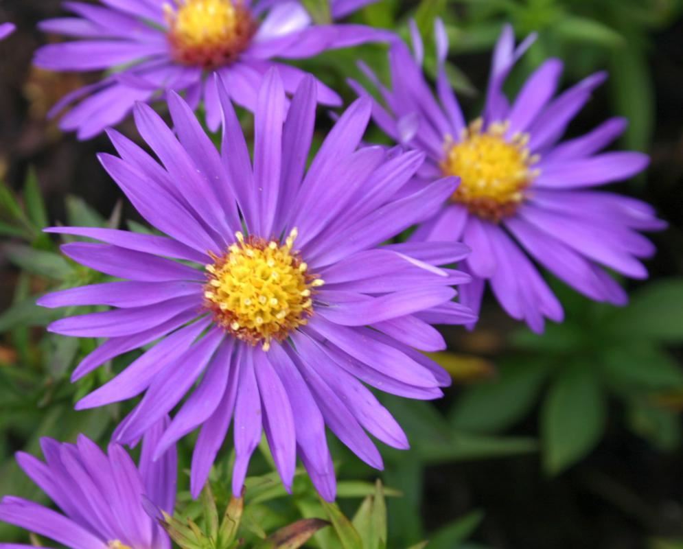 Plantenfiche-Aster-Augenweide-