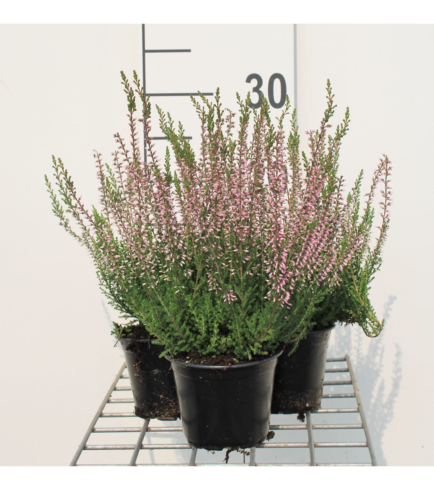 Calluna vulgaris - roze - pot ø10,5 cm - 10-12 cm