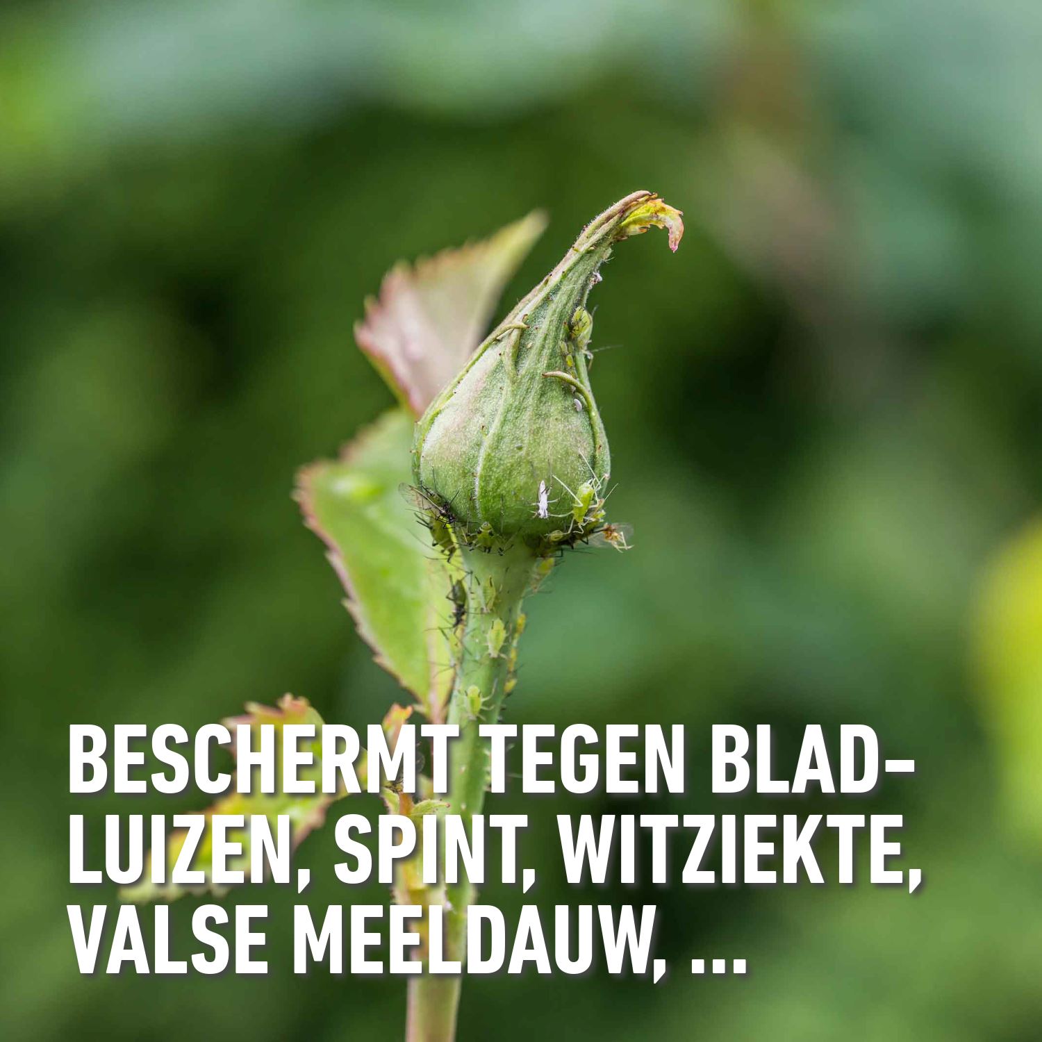 Compo-bio-brandnetelgier-1-5L