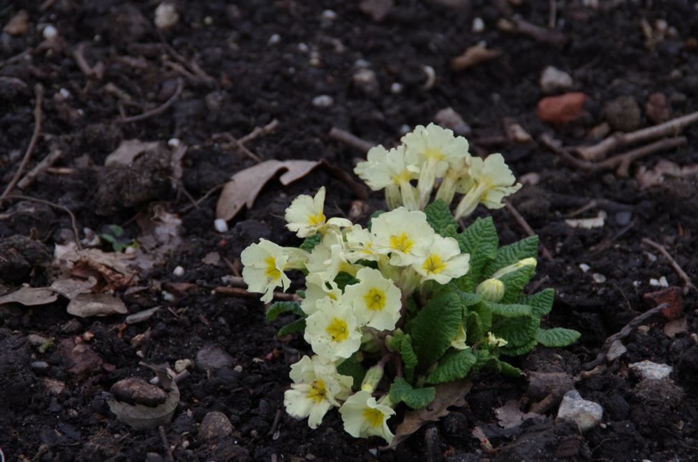 Plantenfiche-Primula-vulgaris