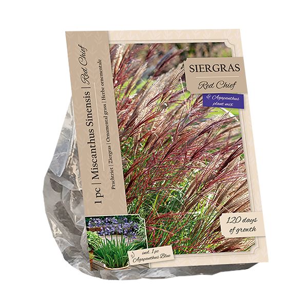 Siergras-Miscanthus-Sinensis-Red-Chief-Agapanthus-Blue-per-2