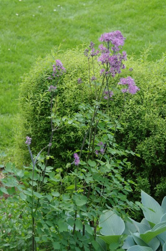 Plantenfiche-Thalictrum-aquilegifolium-Thundercloud-