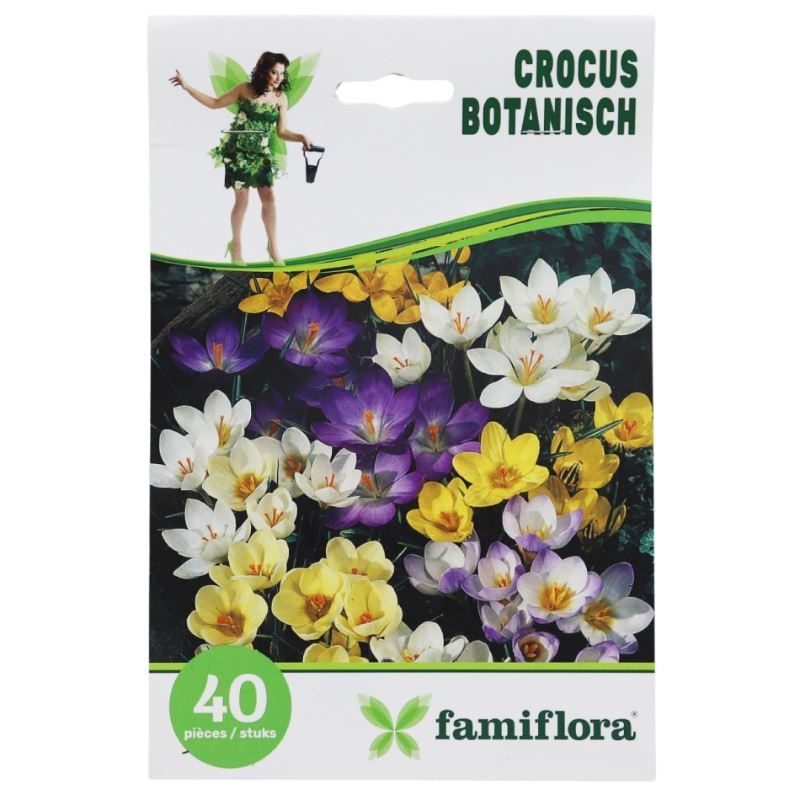 Crocus-Botanisch-per-40